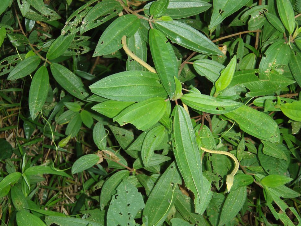 Cryptelytrops purpureomaculatus